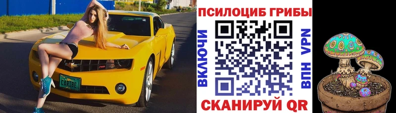 Купить где  Ветлуга  Псилоцибиновые грибы Cubensis 